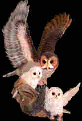 Ron's Owl, Society for the Protection of the English Language and Literature